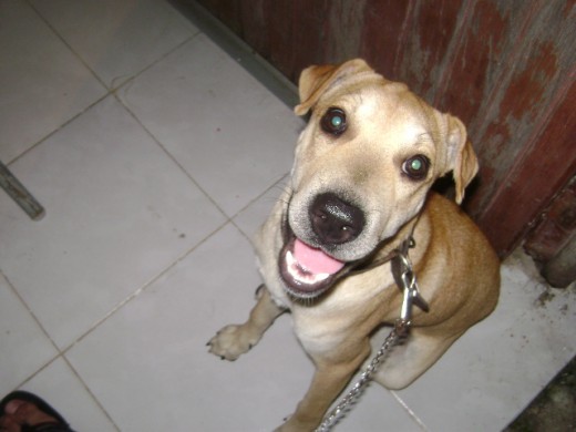 rocky es un mestizito labrado y sharpey , muy jugeton y le gusta que lo acaricen, el encanta ayudar en la casa 